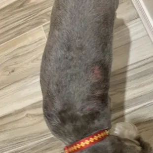 never taking my dog here again.