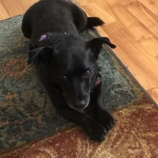 Hi I'm Jack! See how shiny my coat is? I just got groomed at Spike &amp; Chesters!!  .