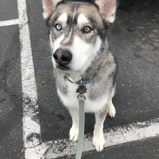 So handsome and clean