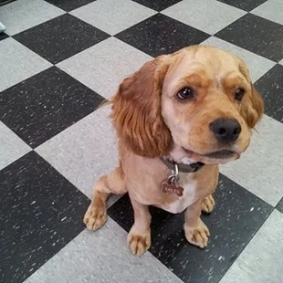 I get my hair cut every 3 weeks at Spike &amp; Chesters.