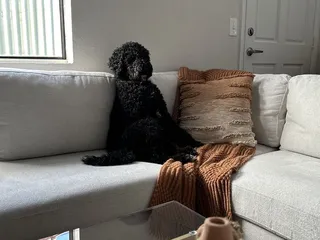 Picture Perfect Grooming