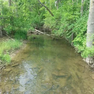 A creek that flows through a short hiking trail.