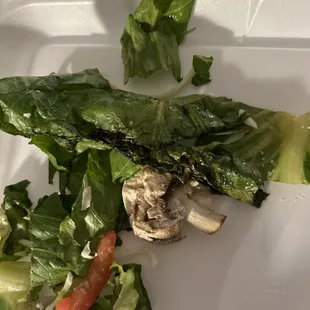 Rotten House Salad