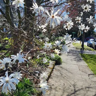 Street parking, but pleasant walk to Spinnaker Chocolate (3/15/24)