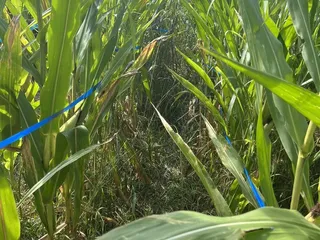 Amazing Maize Maze
