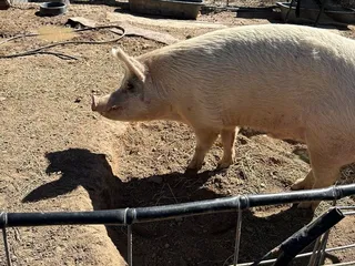 Ironwood Pig Sanctuary