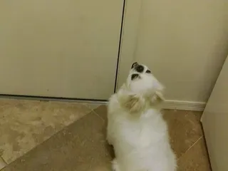 Creature Comforts Pet Resorts