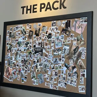 Wall of pets - not just dogs!