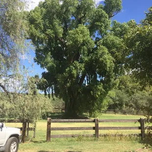 The Spirit Tree. 180 years old.