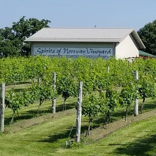 a vineyard with vines in the foreground