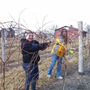 two people cutting branches