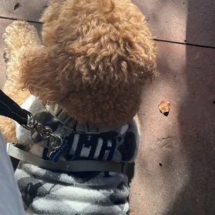 a teddy bear wearing a sweater