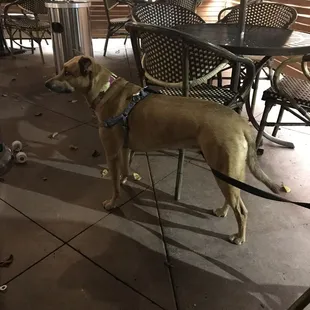 Cako was interested in the other dogs.