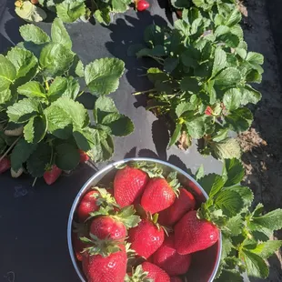 a bowl of strawberries