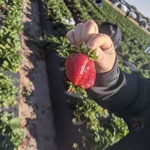 a hand holding a strawberry