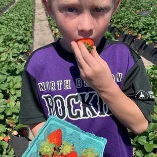 Sampling the harvest