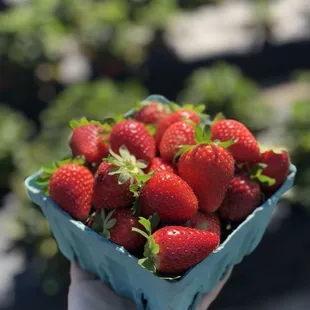 a hand holding a basket of strawberries
