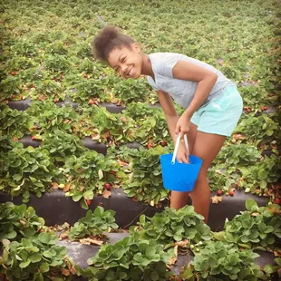 My daughter first time at a strawberry farm. She enjoyed every moment.