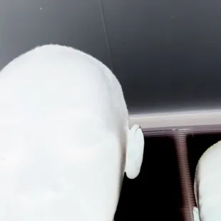 Foof