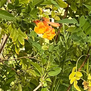 Flowers at The Orchard, home of Splurge