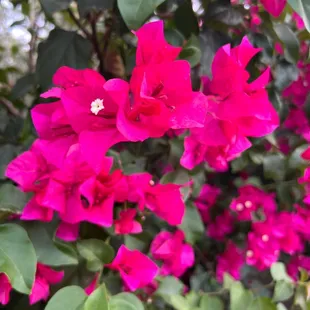 Flowers at The Orchard, home of Splurge