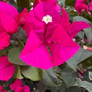 Flowers at The Orchard, home of Splurge