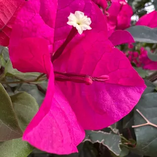 Flowers at The Orchard, home of Splurge