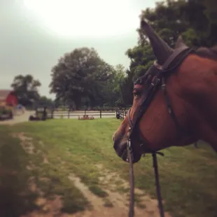 My horse checking out the beautiful scenery at Sport Horse Inc.