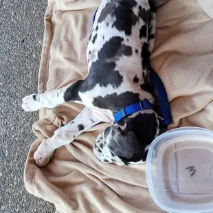 a dalmatian dog sleeping on a blanket