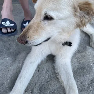 Dog friendly!