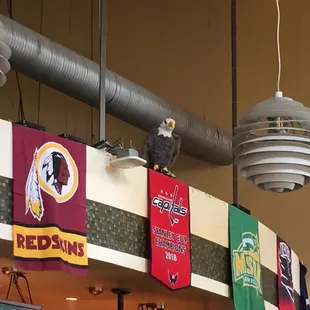 An Eagle is watching.