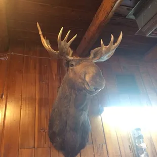 Moose head in Historic Sportsmans Hall