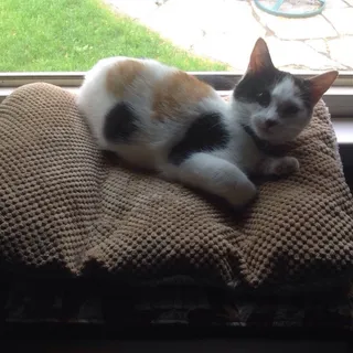 Cosmo K.