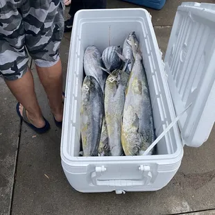 Some of the mahi mahi we hauled in