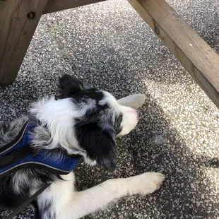 Any place is good when you can take your puppy!  Great food and great atmosphere! We will be back!