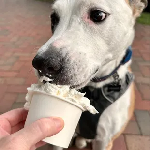Pup cup!