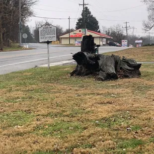 The actual remains of the Spready oak, called Richard's Oak. The Richards family house stands out of sight off to the right of this picture.