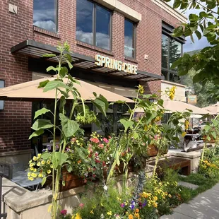 Spring Cafe