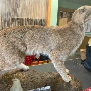 Bobcat taxidermy at the visitor center