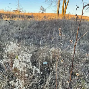 Labeled prairie bird garden