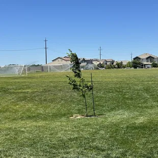 Soccer goals and grass area
