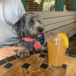 One of our favorite dog friendly spots in the valley.