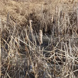 Cattails
