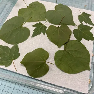 Leaves awaiting printing on a tee shirt or watercolor paper