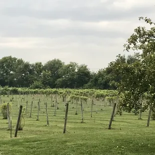 Vineyards