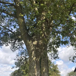Witness tree at Springhill Winery