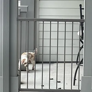 This has to be considered animal cruelty.