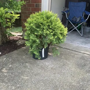 Golden Globe Arborvitae