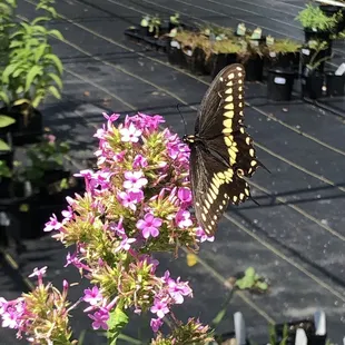 Jeanna Garden Phlox in front of their Native Hoop house