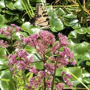 Joe Pye Weed and Eastern Tiger Swallowtail by their Pond area.